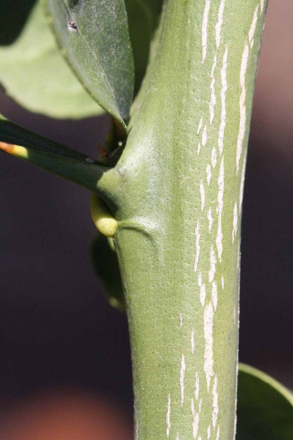              Second - third year twig (Riverside,   CA)       